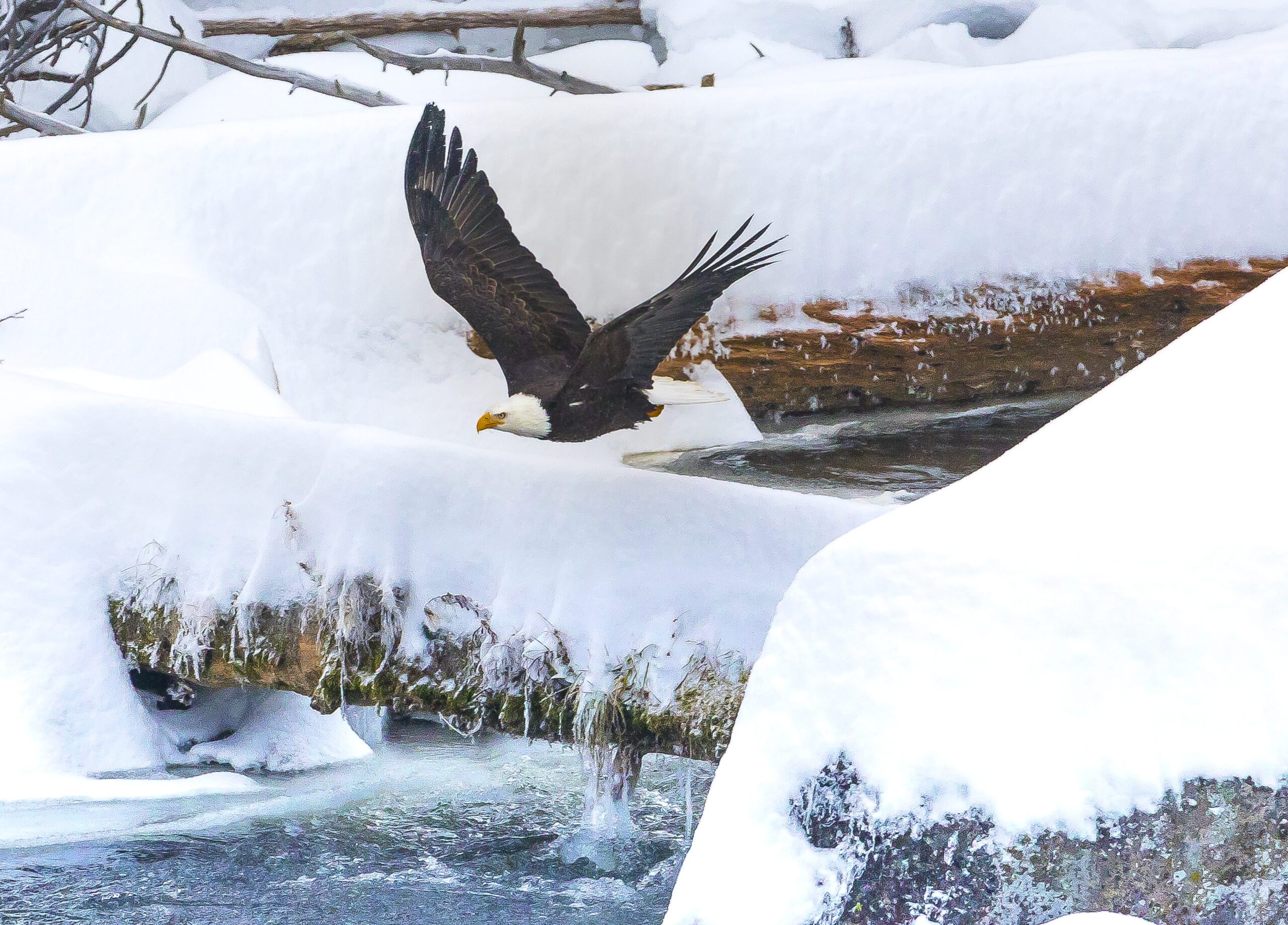 A bald eagle flying over a log on the Deschutes River in Oregon by Shelley Finnigan