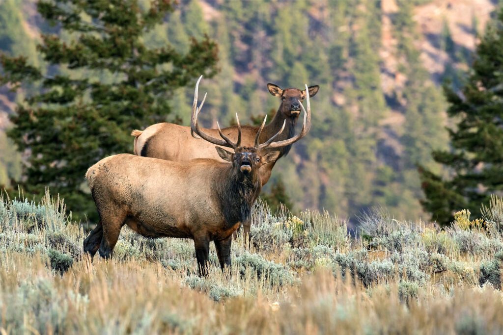 Roosevelt Elk