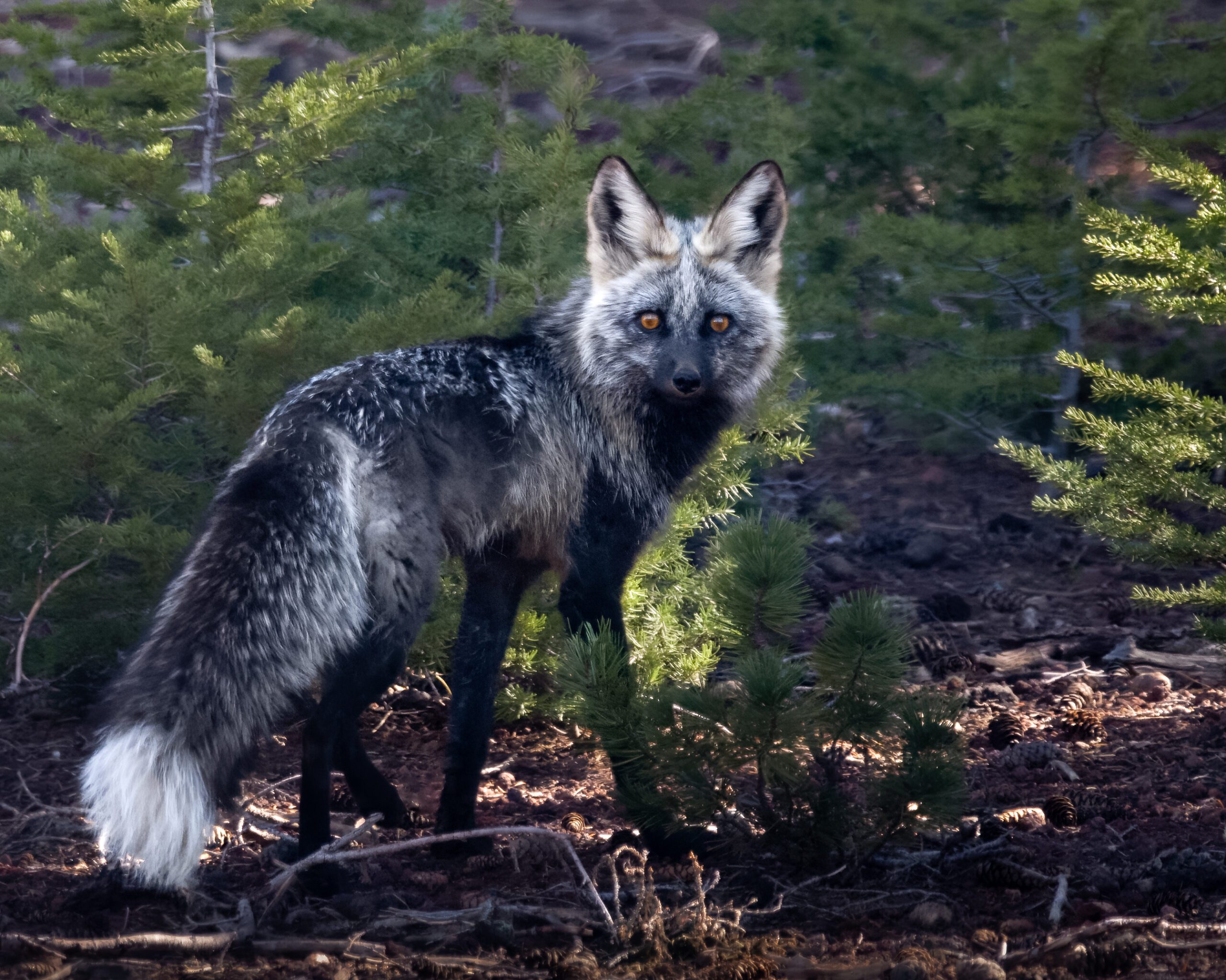 A fox looks back at the camera