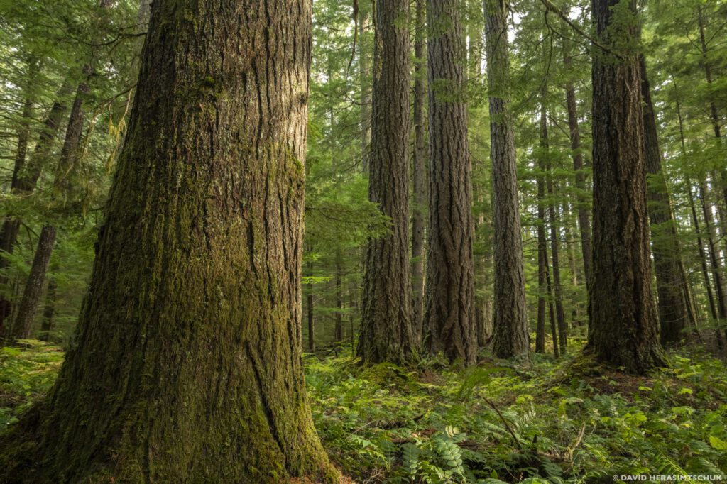 1 million comments support old-growth protections on national forests