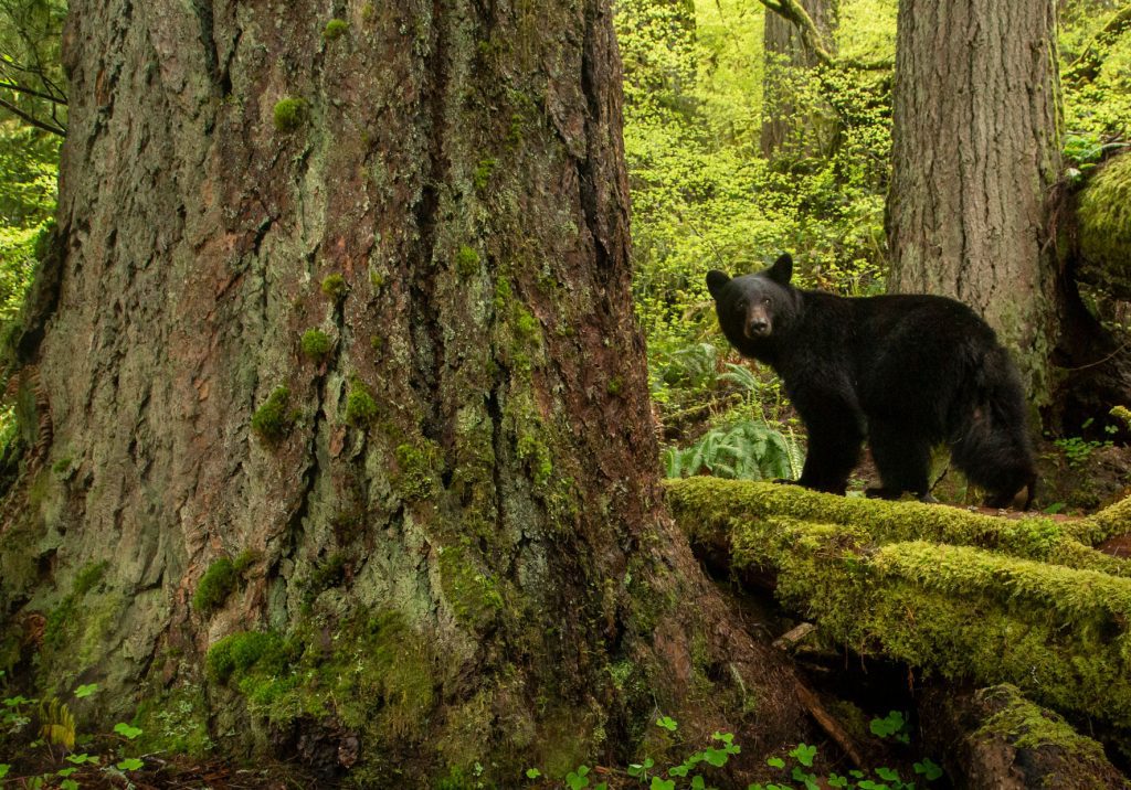 Celebrating 50 years with a new logo