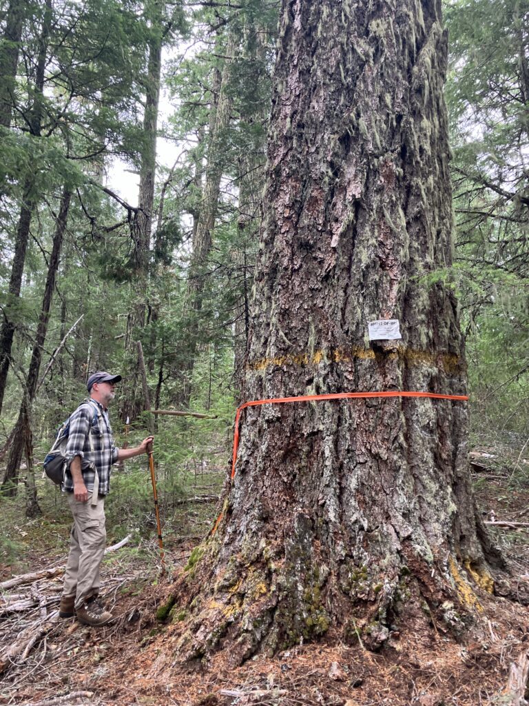 Conservation Groups Challenge BLM SW Oregon Old-Growth Logging Sale
