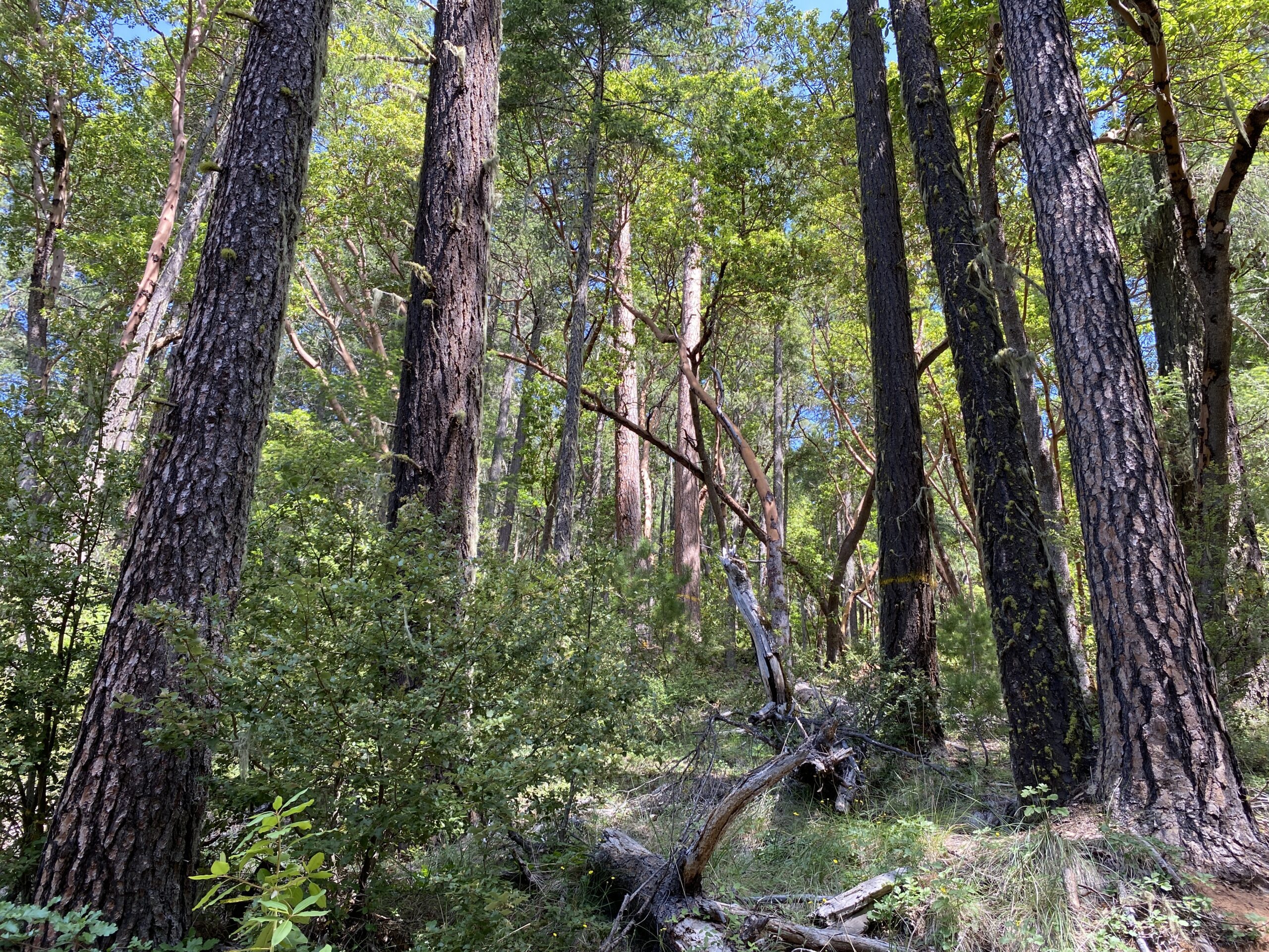 Towering trees, many slated to be cut in the IVM project