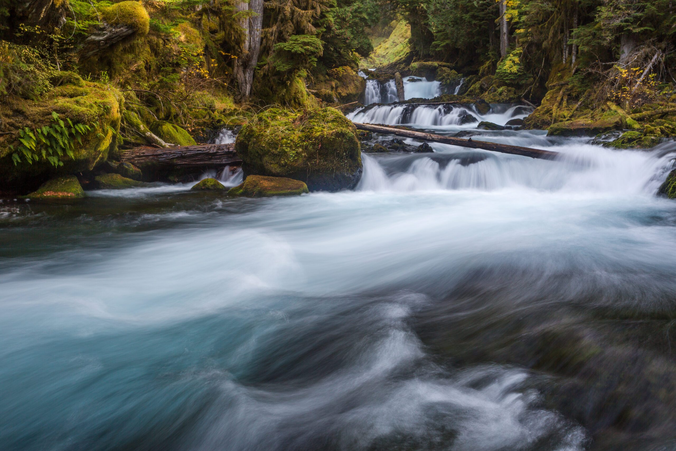 The McKenzie River flows through a mature forest.