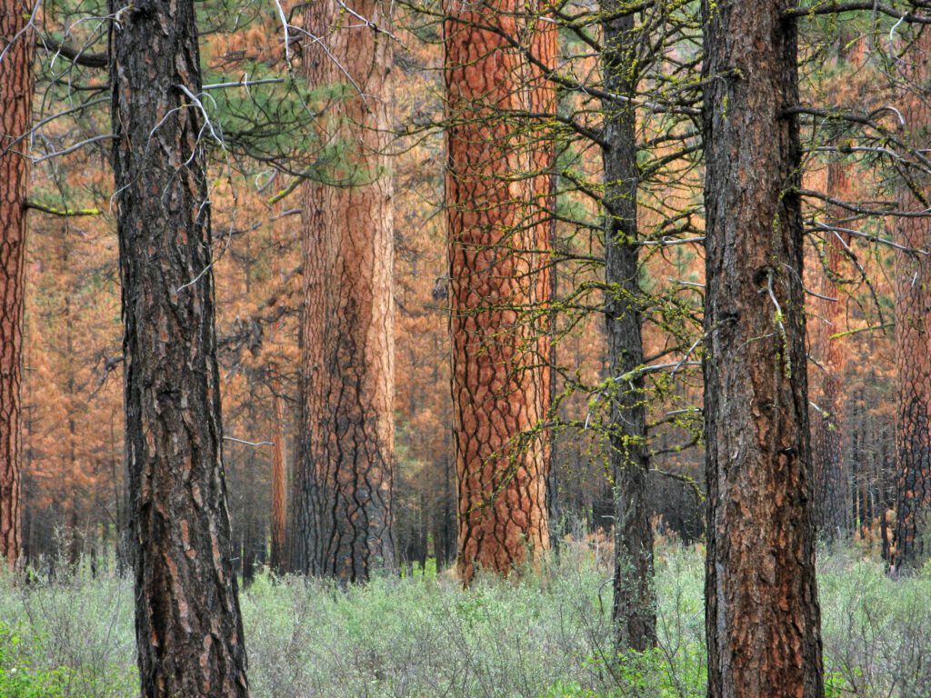 Trump Administration Moves to Eliminate Protections for Oregon’s Wild Forests