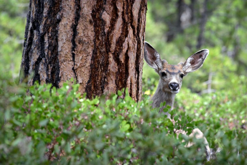 Oregon Public Land Sell-Off Included in Senate Budget Proposal