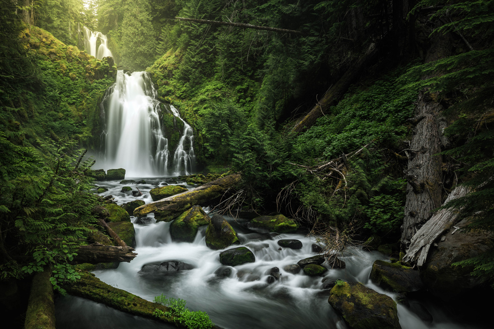 ANALYSIS: Trump Executive Order Puts Logging Above All Else