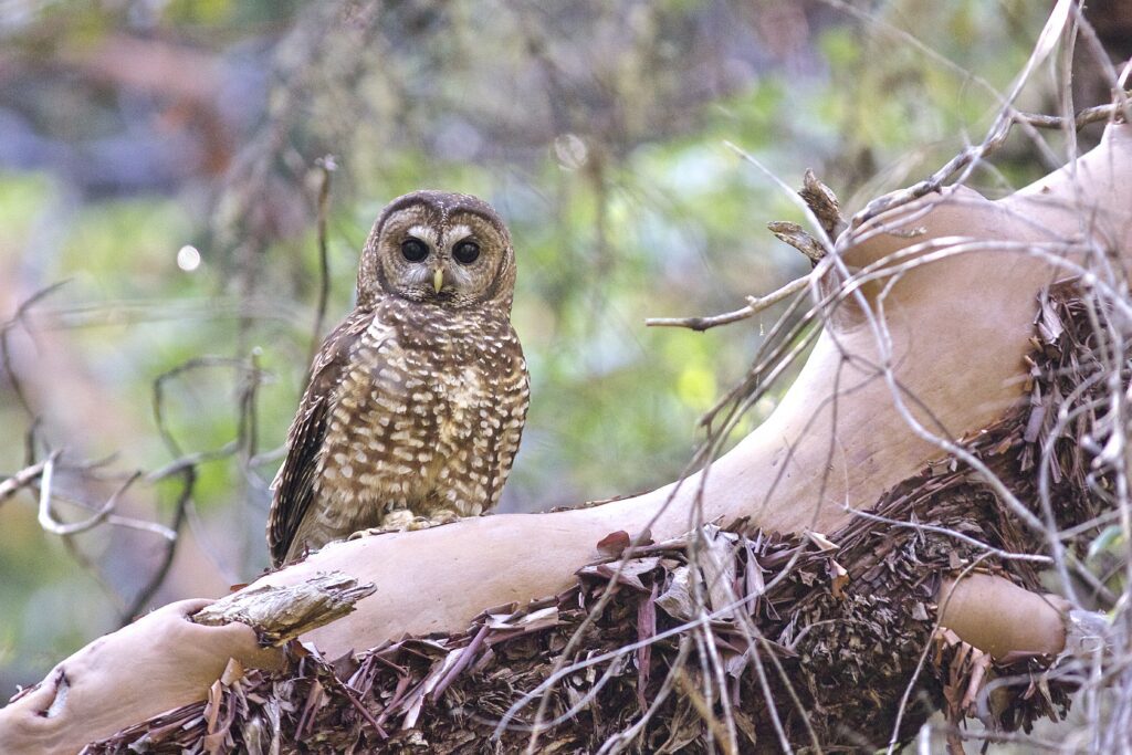 Northern Spotted Owl