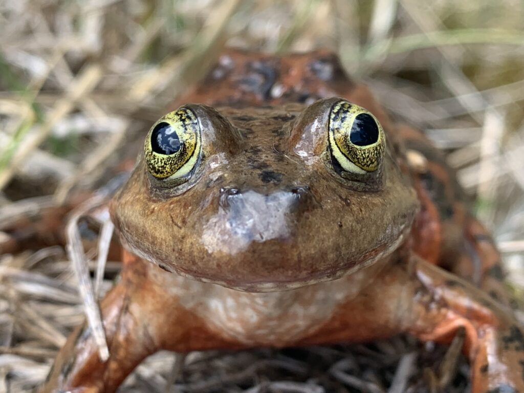 Oregon Spotted Frog