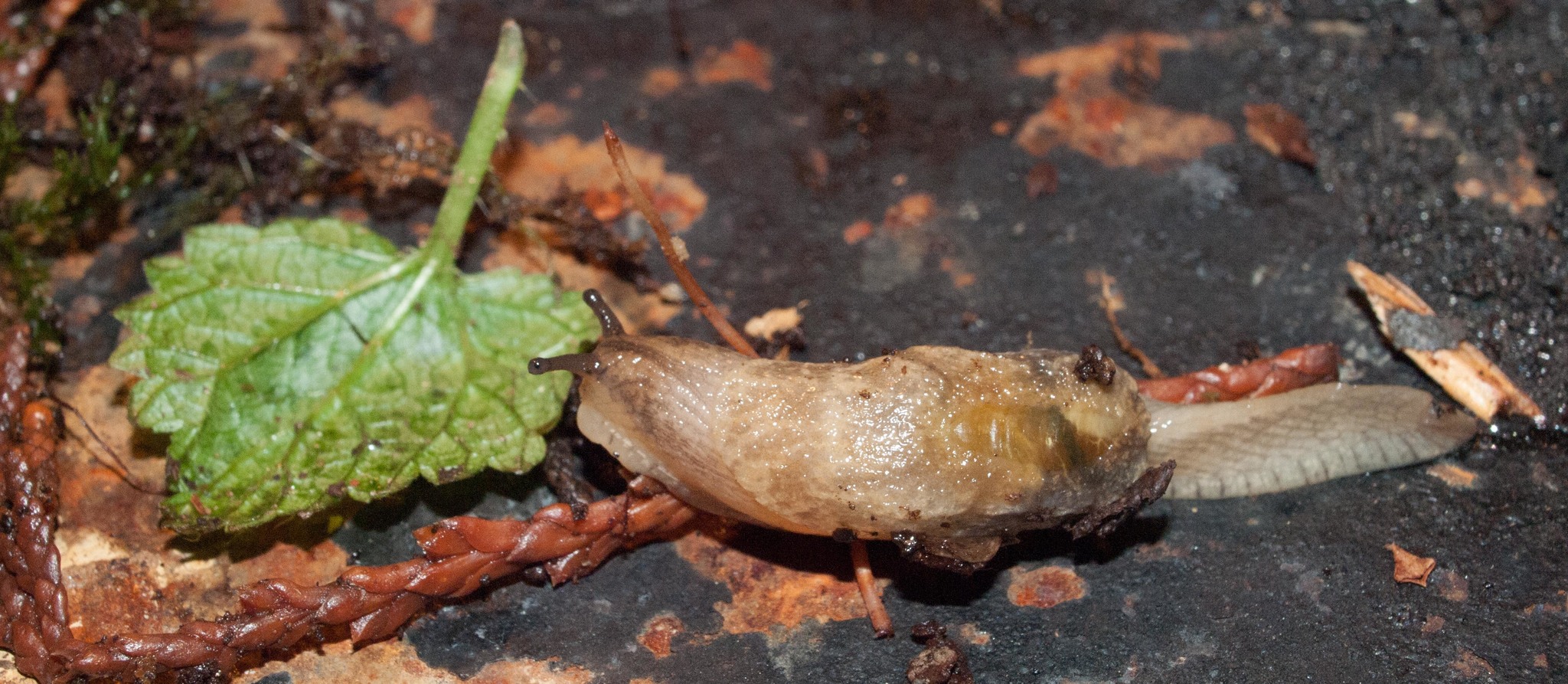 Malone jumping slug by Chris Earle
