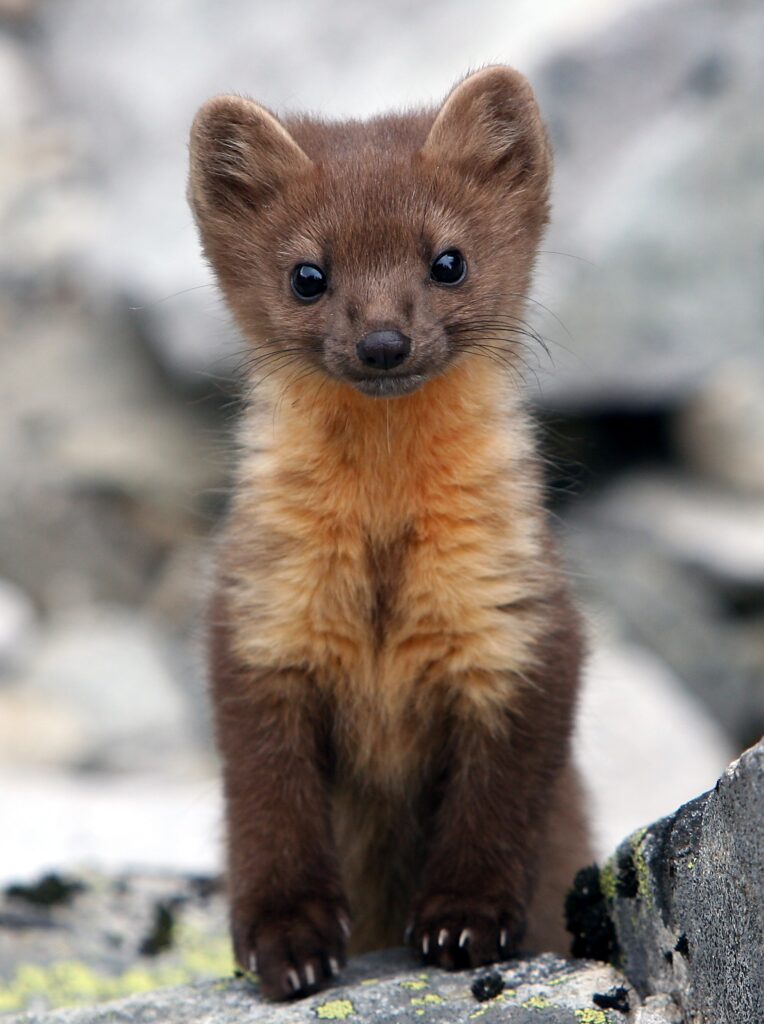 Coastal (Humboldt) Marten