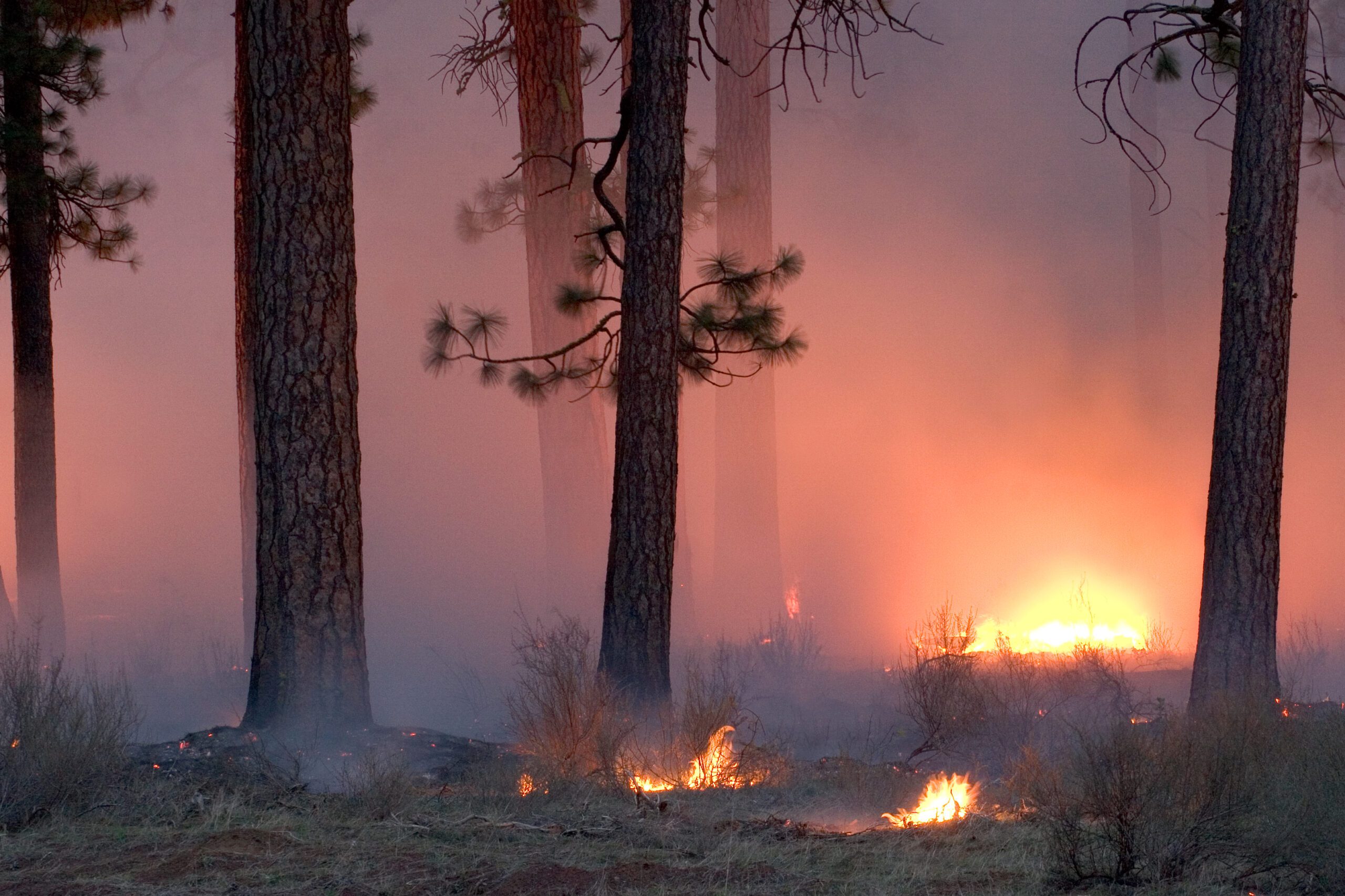 Prescribed burn near Black Butte Ranch in the Deschutes National Forest. Photo by Brett Cole