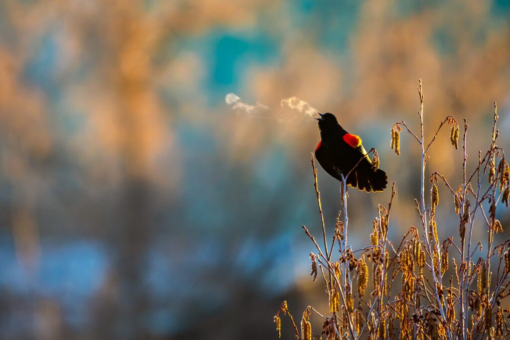Webcast: Unlocking the Secrets of Bird Song