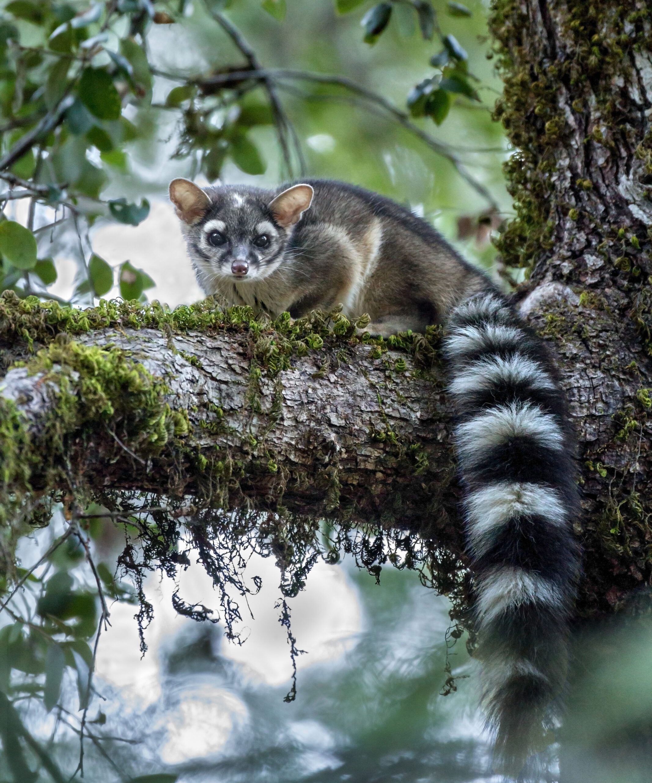 Ringtail by Drew Watson
