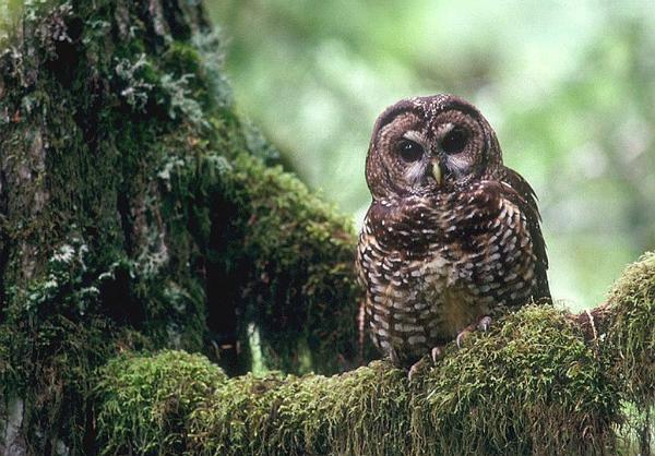 Legal Intervention Defends Northern Spotted Owl Habitat
