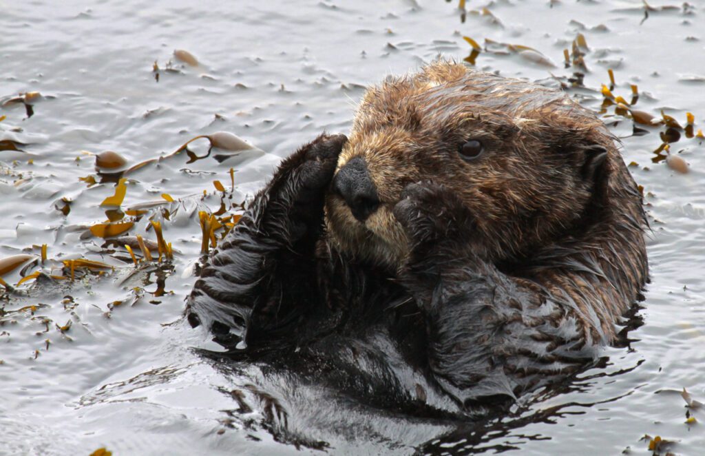 Webcast: The Sea Otter Comeback