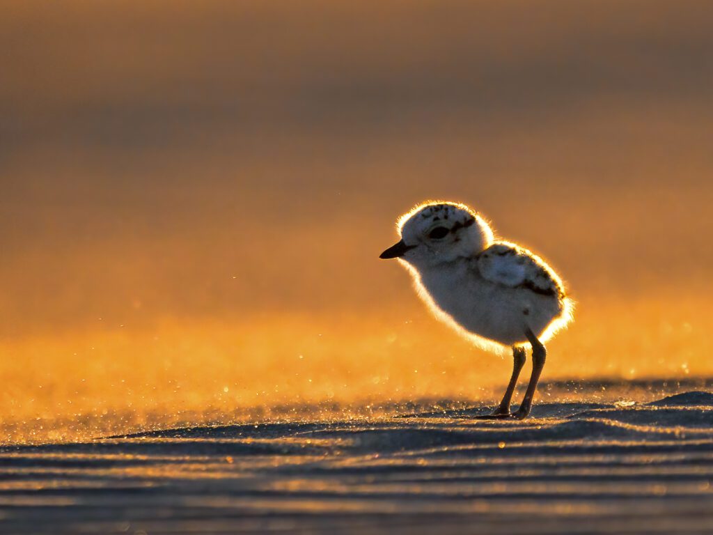 Western Snowy Plover