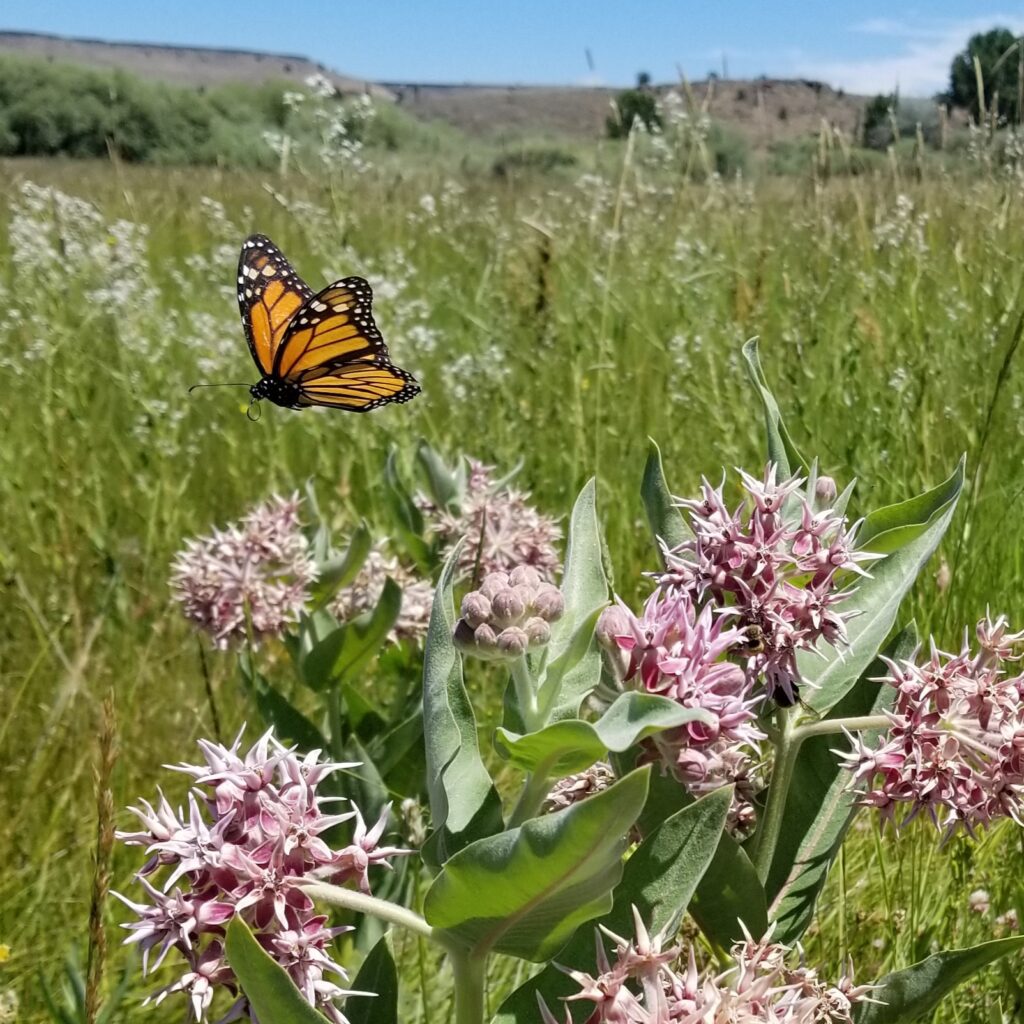 Webcast: Monarchs, Migration and Milkweed