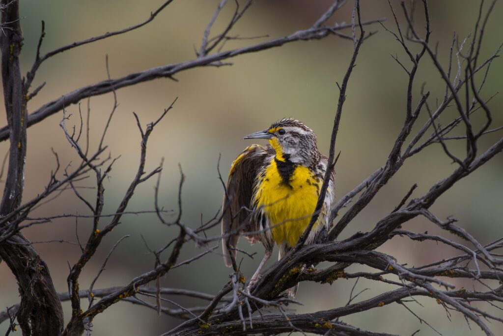 Western Meadowlark