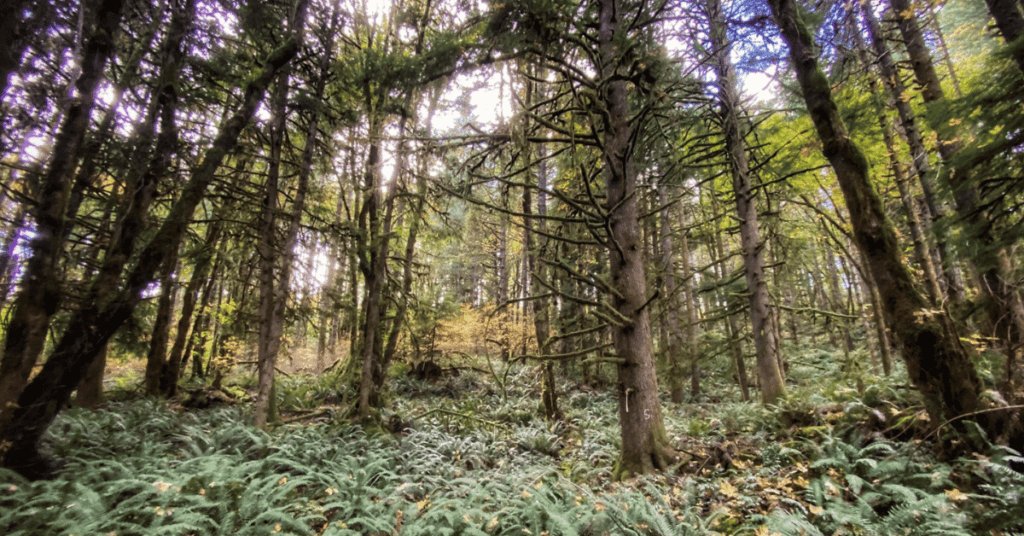 Feds Withdraw Controversial Big League Logging Project Following Legal Challenge