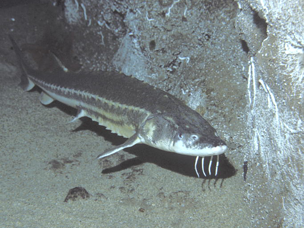 Green Sturgeon