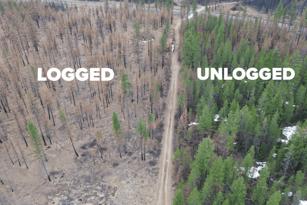 Little Lava Fire in Central Oregon shows logging does not prevent wildfire spread