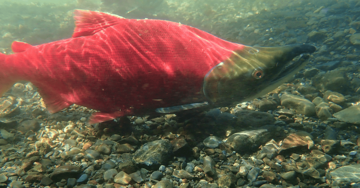 Sockeye salmon