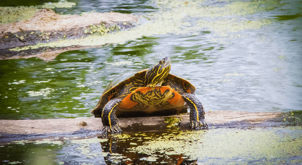 Western Painted Turtle