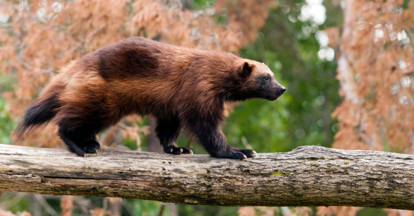 Oregon Wild celebrates new wolverine protections
