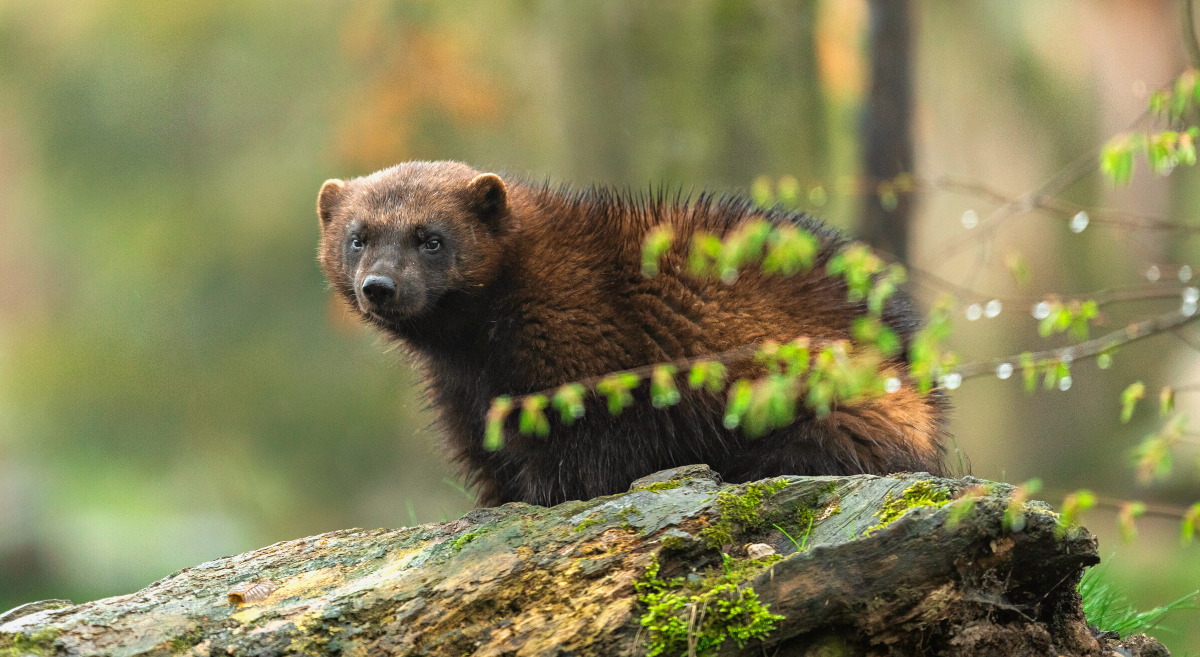Wolverine exploring the oudoors