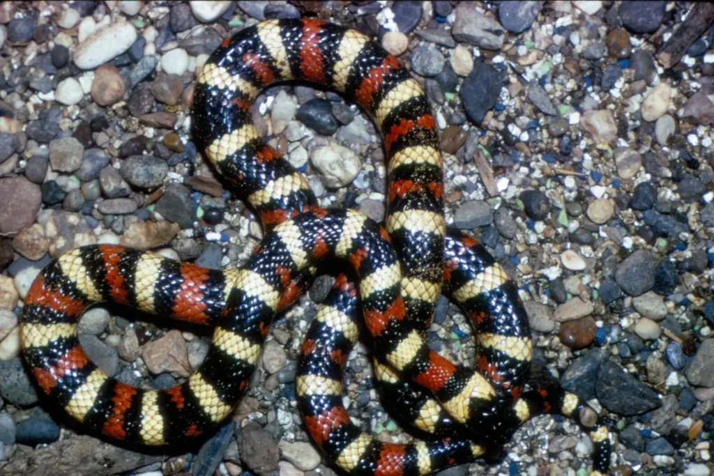 California Mountain Kingsnake
