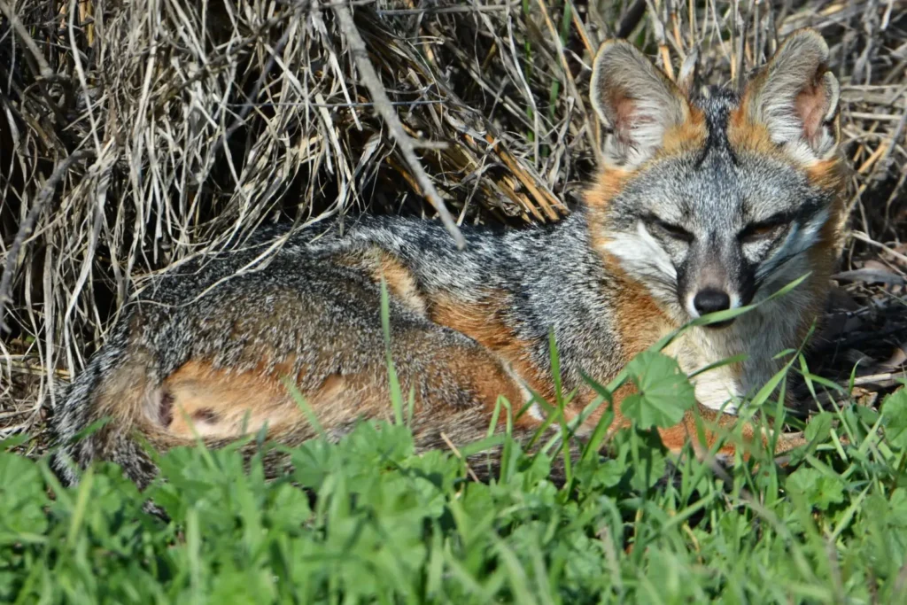 Gray Fox