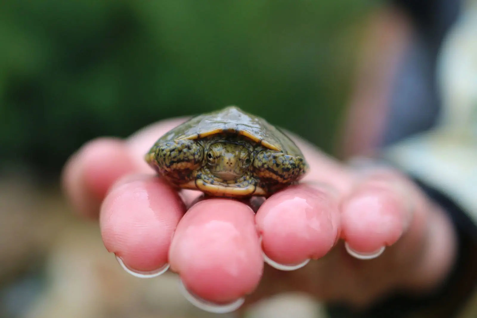 Juvenile western pond turtle by Pacific Southwest Region USFWS