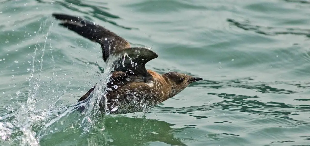 Marbled murrelet by OSU