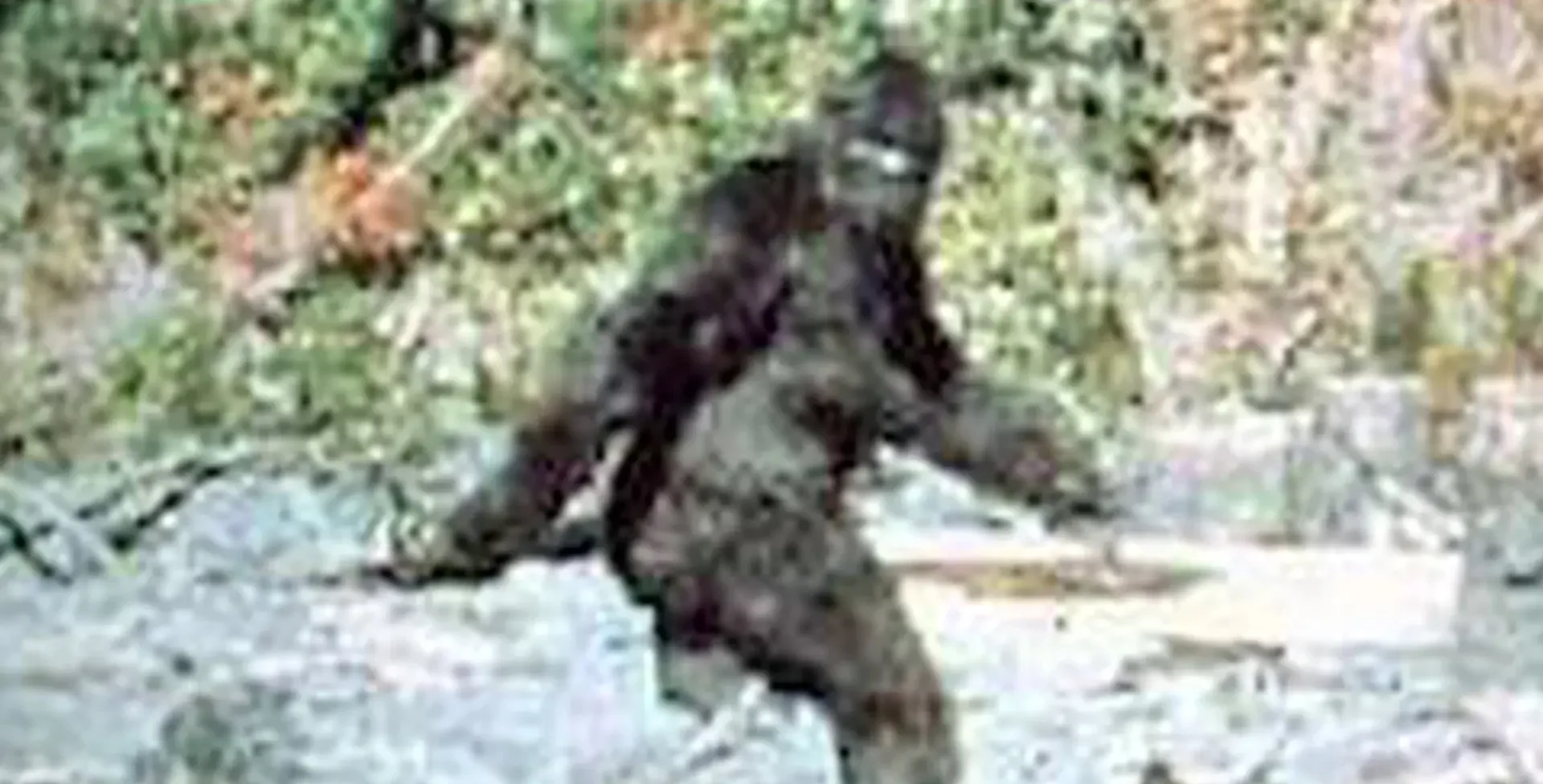 Sasquatch screen capture from the Gimli Patterson film