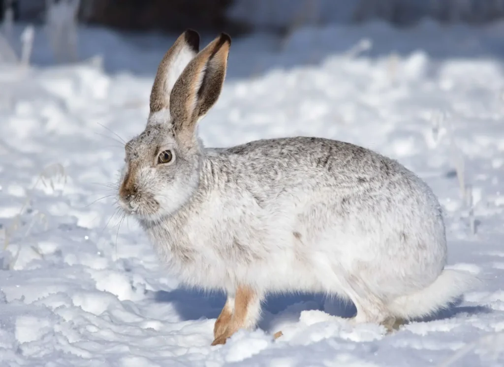 White-tailed Jackrabbit